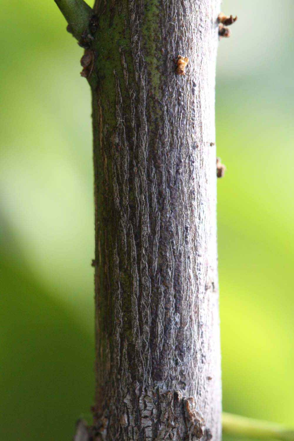              Second - third year twig (Riverside, CA)       